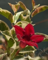 New for 2013 copyright � almostedenplants.com